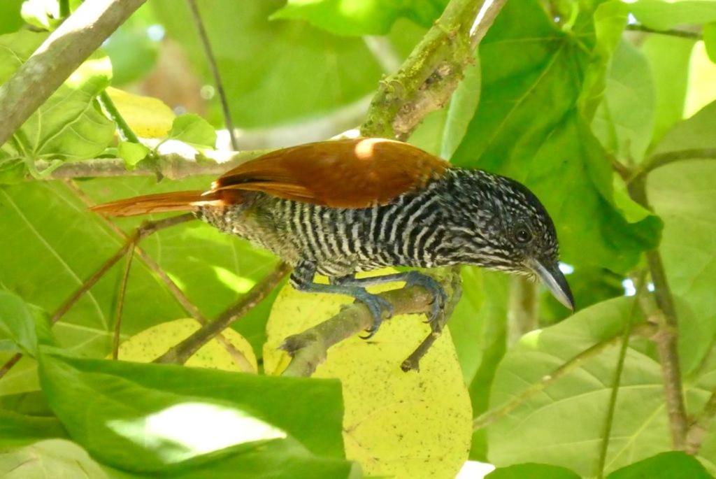 Pousada Mangue Seco อิเตานัส ภายนอก รูปภาพ